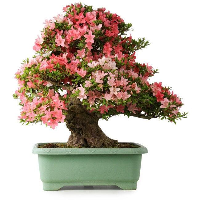 Piccola Pianta Dei Bonsai in Un Vaso Nero Immagine Stock - Immagine di