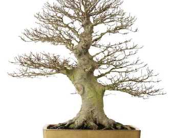 43 cm großes Exemplar Fagus Crenata Glatte helle Rinde