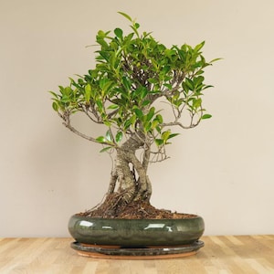 Large Ginseng Ficus Bonsai Tree in Ceramic Pot - 55cm Tall Indoor Potted Plant