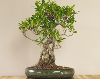 Gran bonsái de ficus ginseng en maceta de cerámica - 55 cm de altura. Planta de interior en maceta.