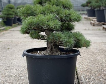 Bonsái grande y maduro de pino blanco japonés