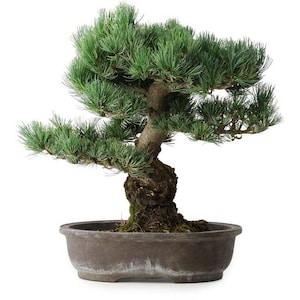 24 Jahre alte japanische Weißkiefer Bonsai 48 cm Pinus Parviflora, Reife Dicke Rinde