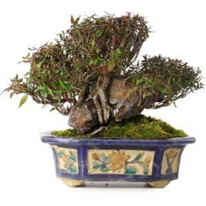 May include: A bonsai tree with green leaves and reddish tips, growing from a rock, is planted in a blue ceramic pot. The pot has a floral design in yellow, green, and white. The bonsai is a miniature tree, a form of living art.