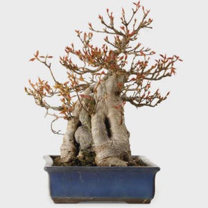 May include: A bonsai tree with a thick, textured trunk and branches with small, reddish-orange leaves. The tree is planted in a rectangular, blue ceramic pot, showcasing a miniature landscape.
