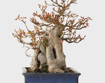 Root-over-Rock Trident Maple Bonsai Tree, Blue Ceramic Pot – Seki-joju Style