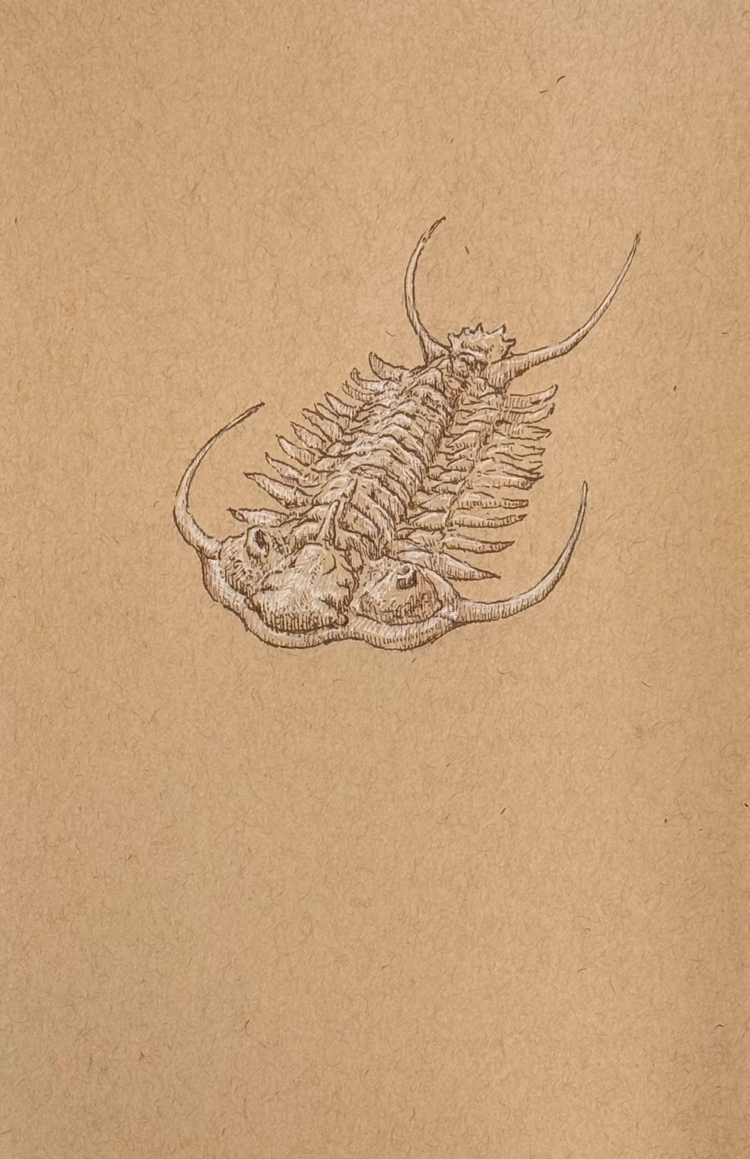 Original Trilobites Illustration: Cheirurus-trilobites, Original Hand ...