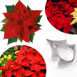 3 Size of Poinsettia Petal Cutter Set Flower Cutters Cake Decorating Gumpaste Flower