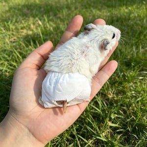 May include: A small white hamster with dark eyes and ears wearing a white fabric diaper. The hamster has soft, light-colored fur and is positioned horizontally, showing the diaper covering its lower body with a small opening for the tail.
