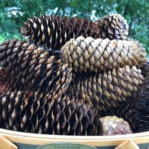 Pode incluir: Um close-up de uma cesta cheia de pinhas marrons. A cesta é de madeira e tem uma etiqueta verde e branca que diz "Longaberger".