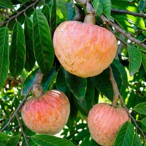 Annona reticulata Red Custard Apple Tree Live Plant 12–20 Inch Exotic Tropical Fruit