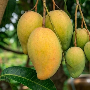 May include: A cluster of ripe mangoes hanging from a tree branch. The mangoes display a gradient of colors, from green to yellow, with some showing a reddish blush. The leaves are a deep green, and the background is blurred.
