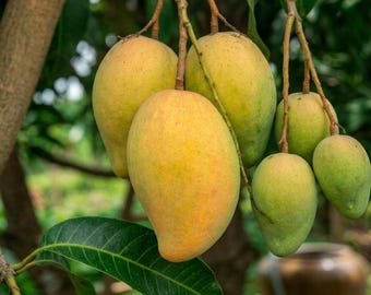 Manila Mango Tree Grafted Live Plant Half Gallon Pot Ready to Grow