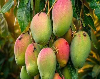 Grafted Pickering Mango Tree – Live Fruit Plant in Half Gallon Pot