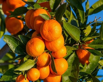 Owari Tangerine Tree – Grafted Cold Hardy Mandarin – Half Gallon Pot – Florida Only