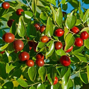 May include: Close-up of a jujube tree branch laden with ripe fruit. The jujubes are a deep reddish-brown color, contrasting with the bright green leaves. The image is well-lit, highlighting the texture of the fruit and foliage. The background is a clear blue sky.
