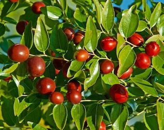Li Jujube Tree Ziziphus jujuba Sweet Chinese Date USDA Zones 6-9