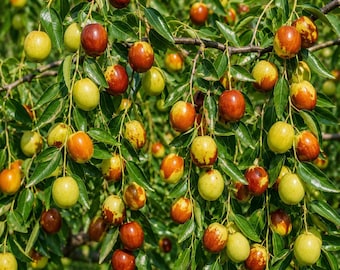 Honey Jar Jujube Tree – 3 ft Tall Grafted Fruit Tree in 3 Gallon Pot