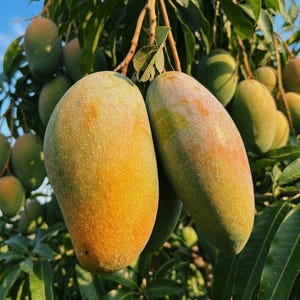 May include: Close-up of ripe mangoes hanging from a tree branch. The mangoes have a yellow and green gradient skin with small dots. Other green mangoes are visible in the background, along with green leaves and a blue sky.