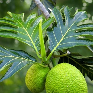 Artocarpus altilis Breadfruit Tree Live Plant 2–3 ft Tropical Fruit Variety