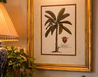 Vintage Botanical Banana Tree Print – French Tropical Wall Art – Palm Beach Regency Decor”
