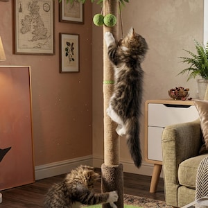 indoor plants delivery Fun Ficus Party Pack main image 0