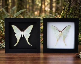 Framed Luna Moth Specimen – Real Green Actias Luna Insect, Oddities Wall Decor Gift