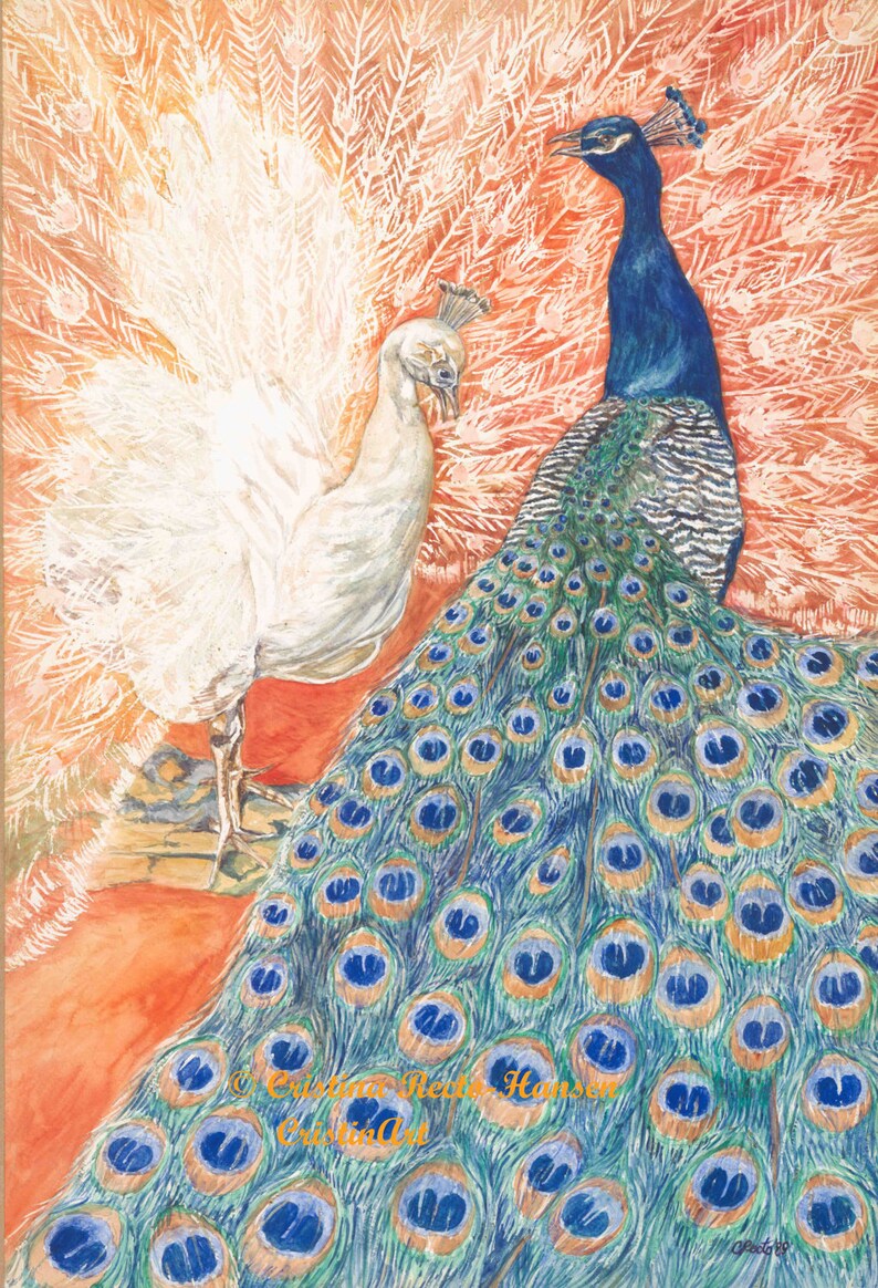Peacock Art Print Peacocks Albino White and Teal Blue in Etsy