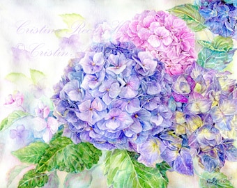 Hydrangea Flowers, Hortensia, Lavender,Pink, Blue hydrangeas, botanical, floral  art print,11x14 art  print