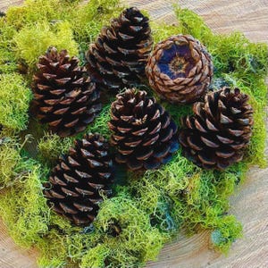 Może przedstawiać: Kolekcja sześciu brązowych szyszek o różnych rozmiarach, osadzonych wśród żywego zielonego mchu. Szyszki prezentują skomplikowane tekstury i wzory, tworząc naturalną, ziemistą estetykę. Kompozycja umieszczona jest na drewnianej powierzchni.