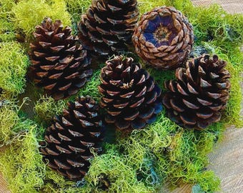 Large Ponderosa Pine Cones | Pacific Northwest Rustic Decor, Wreath, Craft Supply