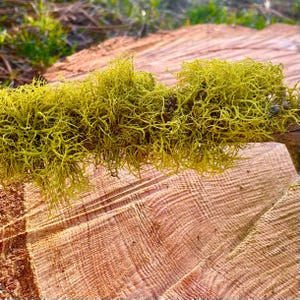 Op de afbeelding: Close-up van een tak bedekt met helder geelgroen korstmos. Het korstmos heeft een delicate, draadachtige textuur. De tak rust op een dwarsdoorsnede van een boomstam, met de houtnerf en warme bruine tinten. De achtergrond is wazig.