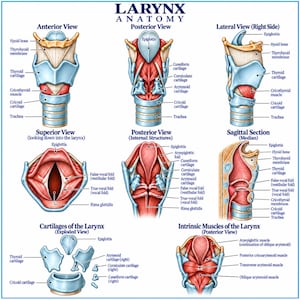 May include: An educational anatomical chart titled LARYNX ANATOMY displaying multiple views of the human larynx. It includes anterior, posterior, lateral, superior, and sagittal views, along with exploded views of cartilages and intrinsic muscles.