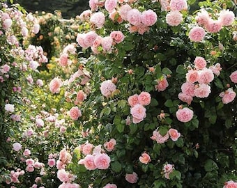 Semillas de rosa trepadora rosa: Rosa arbustiva tradicional para plantar en el jardín.