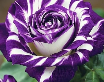 Semillas mixtas de rosas antiguas (más de 290 semillas de flores no transgénicas) para decoración de jardines, cercas y patios.