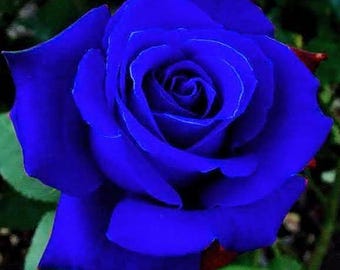 Semillas de rosas exóticas (más de 120) Flores de arbusto híbrido raro para la decoración de jardines y patios.