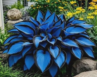Rare Blue Hosta Seeds 300 Pack  Shade Garden Perennial Midnight Blue Foliage Plants
