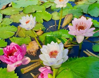 20 PCS Precut Lotus Seeds – Mixed Color Bowl Lotus for Indoor Bonsai & Water Garden