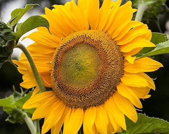 Sonnenblumenkerne 600+ - Mammutgraue Streifen Hohe Blumen für den Garten im Freien