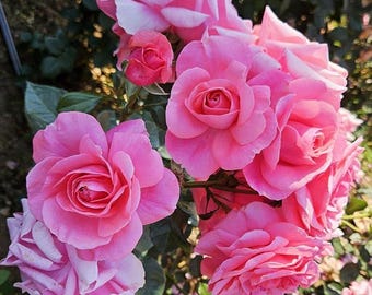 Rare Rainbow Rose Seeds 350+ – Colorful Mixed Flower Seeds for Garden & Landscaping