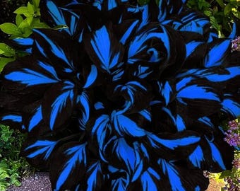 Más de 220 semillas de hosta: plantas perennes de sombra para jardines exteriores y zonas con poca luz.