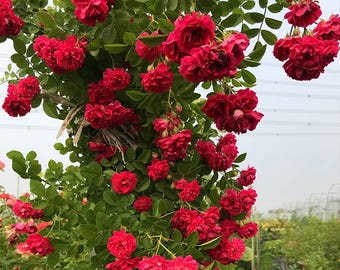 Oltre 200 semi misti di rose rampicanti – Fiori ornamentali rampicanti per muri e pergolati da giardino