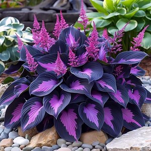 May include: A vibrant close-up of a hosta plant with large, dark blue-green leaves featuring striking purple and pink patterns. Tall, spiky, magenta flowers bloom above the foliage. The plant sits on a bed of small rocks.