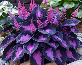 288+ Shade Garden Hosta Seeds – Ornamental Leaf Plants for Borders, Pots & Landscaping
