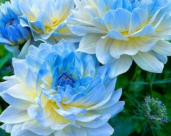 Rare Dahlia Flower Seeds  400 Non-GMO Heirloom Perennial Garden Blooms