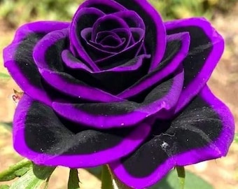 Rare Rose Seeds 100+  Pollinator Friendly Perennial Flowers for Home Garden