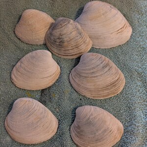 May include: Six individual clam shells arranged in a group. Each shell features a smooth, curved exterior with natural concentric growth lines in shades of light tan, beige, and soft grey. The shells vary slightly in size and shape.