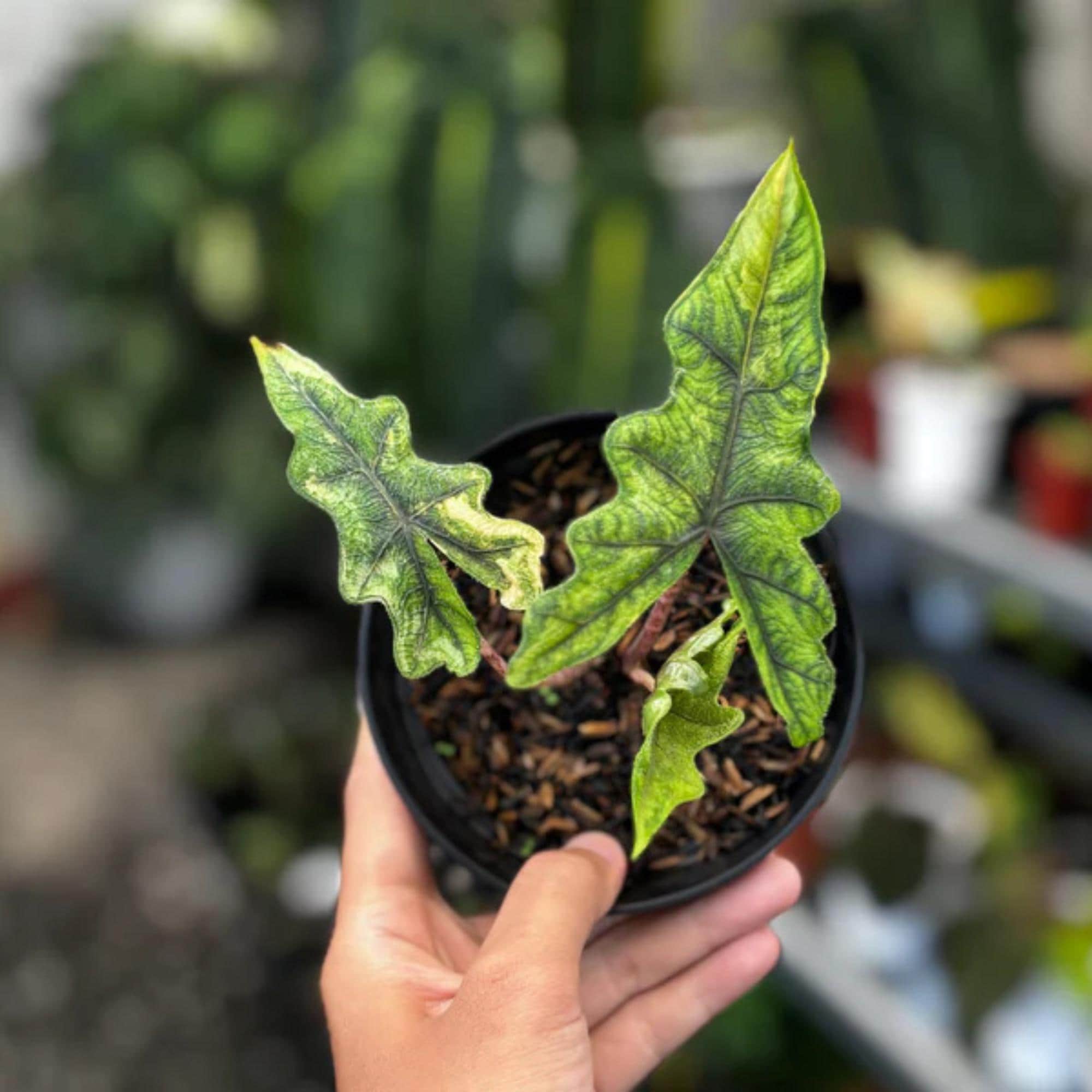 alocasia jacklyn variegated