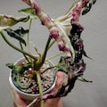 Alocasia Loco Variegated - Rare Tropical Indoor Exotic Live Starter Plants and Corms product logo