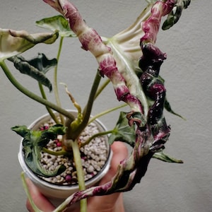 May include: A potted Alocasia plant with large, textured leaves and stems. The stems are a mix of white, green, and deep purple. The pot is white and filled with small, white pebbles and pinkish-red granules.