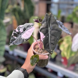 Alocasia chantrieri pink variegated - Etsy 日本
